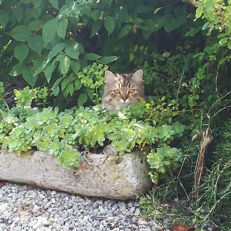 Gatti Di Langa Casa vacanze *