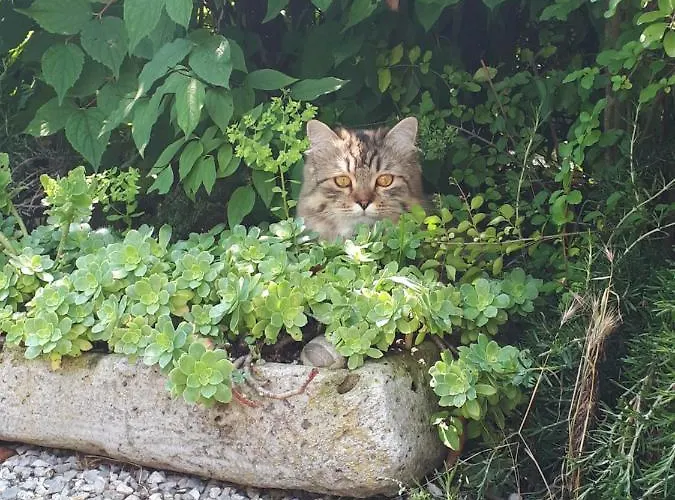 Gatti Di Langa Дом отдыха *